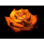 obrázek k článku: Přání k MDŽ