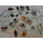 obrázek k článku: Společné pracovní vyučování - pavouci